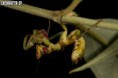 /album/fotogalerie-mantis-from-habitat2/creobroter-sp-2-jpg/